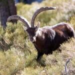 Cabra montesa en la reserva de caza
