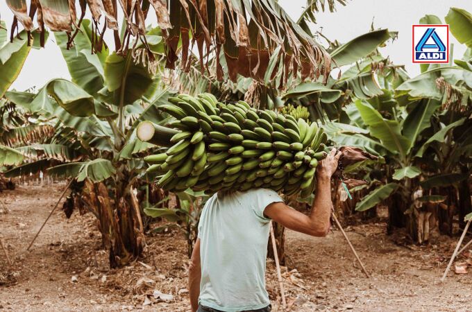 Aldi apuesta por el plátano de Canarias, “el más sostenible del mundo”