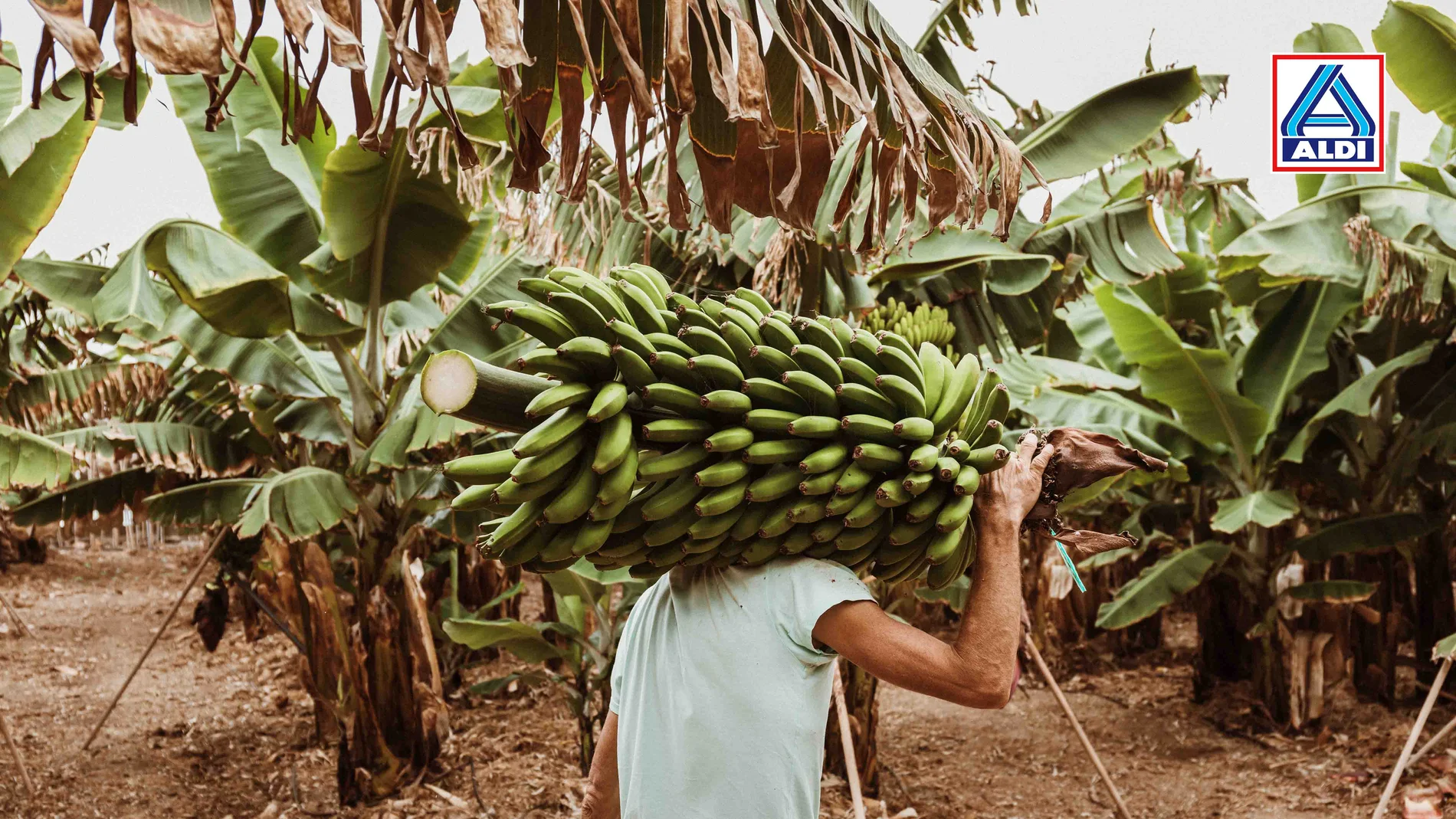 Una persona recogiendo plátanos