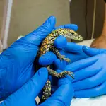 Nacen cinco crías de dragón de Komodo en zoo de Fuengirola
