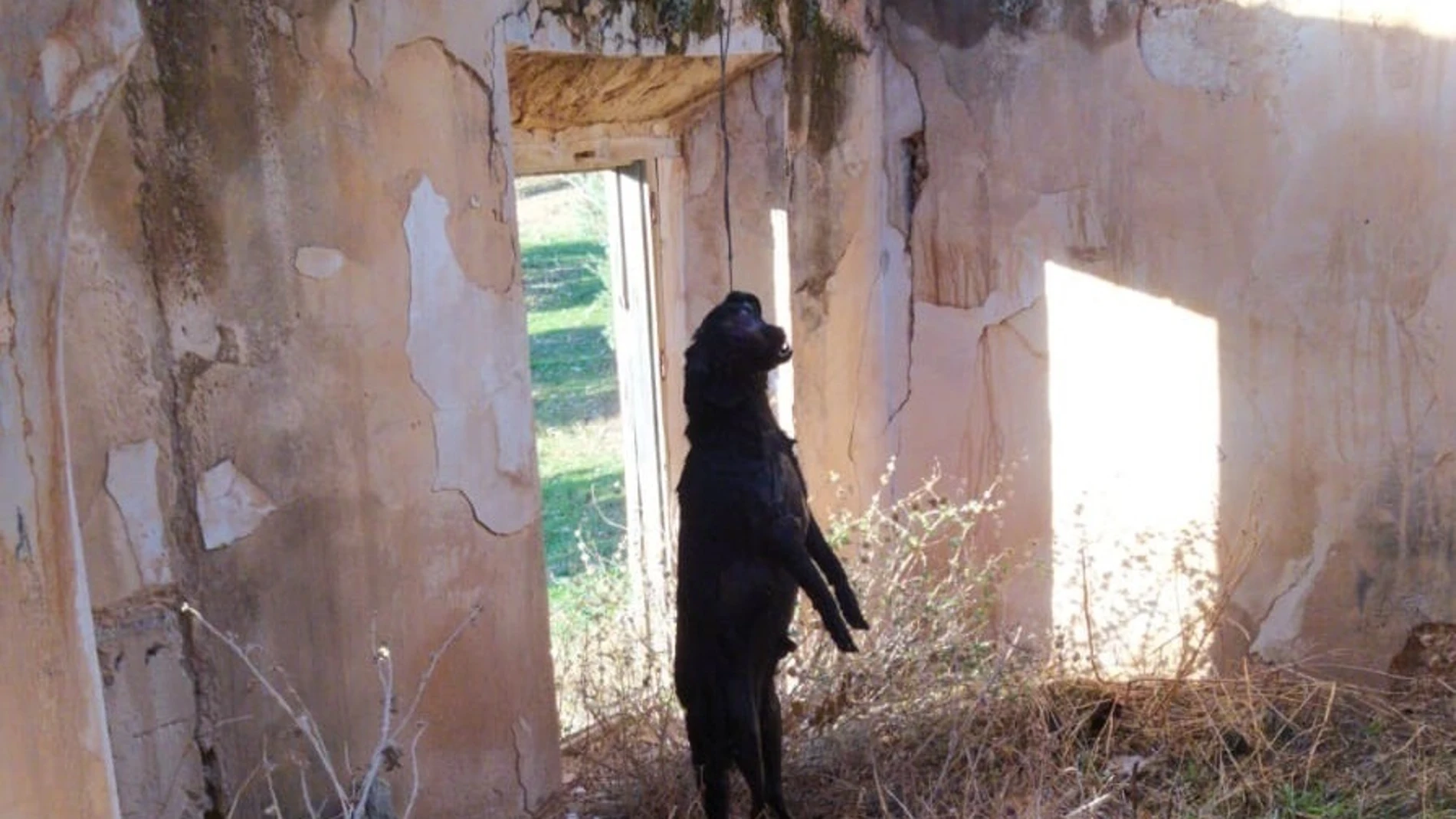 Nueve meses de cárcel por ahorcar a su perro en un cortijo en Jaén