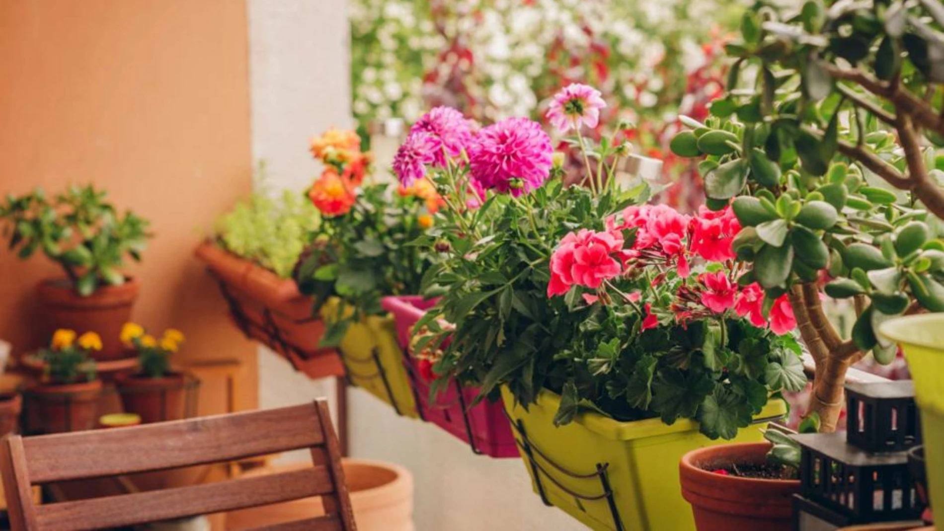 7 flores de primavera que no pueden faltar en tu balcón