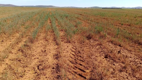 Sequía en cereales en Extremadura