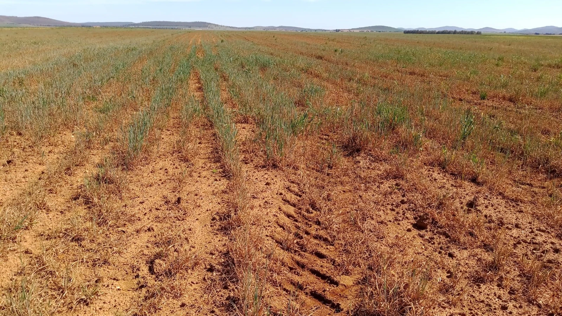 Sequía en cereales en Extremadura
APAG EXTREMADURA ASAJA
30/03/2023
