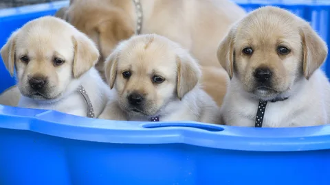 Cachorros de labrador