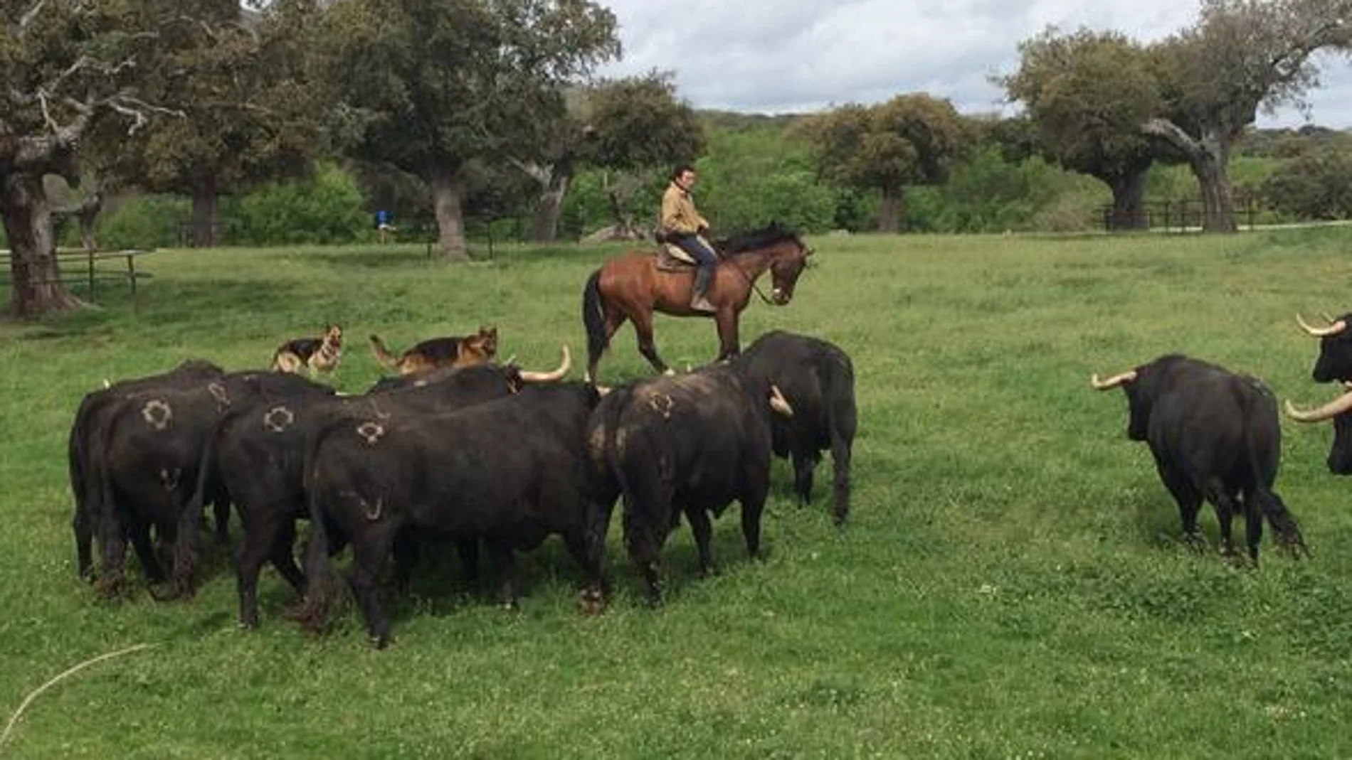 Toros a campo abierto