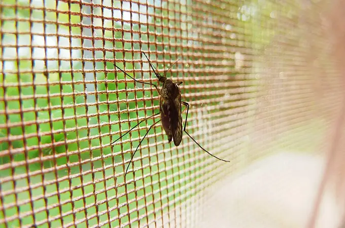 Plaga de mosquitos en Huelva: estos son los mejores remedios caseros para evitar sus picaduras
