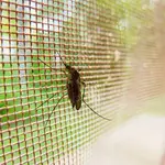 Lucha contra la plaga de mosquitos en Palencia