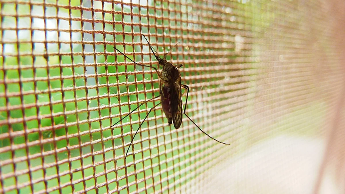 Plaga de mosquitos en Huelva: estos son los mejores remedios caseros para evitar sus picaduras