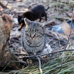 Piden control de colonias felinas en Sevilla