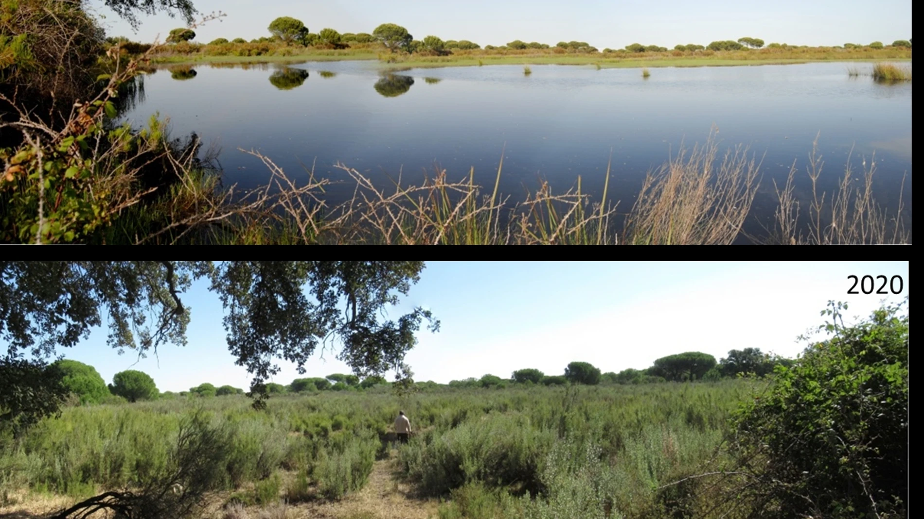 Estado en el que se encuentra una laguna de Doñana