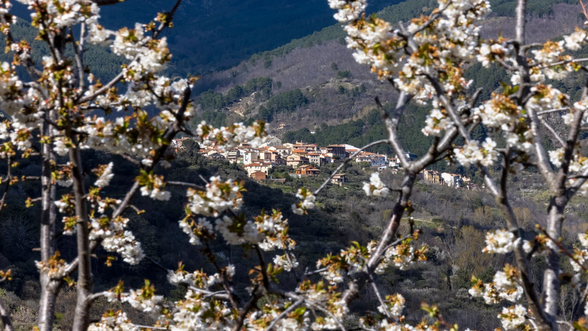Cerezos en flor en el Valle del Tiétar (Sierra de Gredos, Ávila), Guía  Repsol