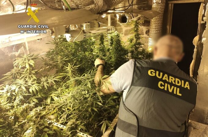 Desmantelan una plantación de marihuana en el desván de una vivienda en Viérnoles (Torrelavega)