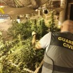 Desmantelan una plantación de marihuana en el desván de una vivienda en Viérnoles (Torrelavega)