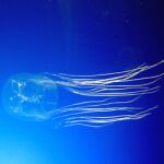 La avispa de mar cuenta con más sesenta tentáculos