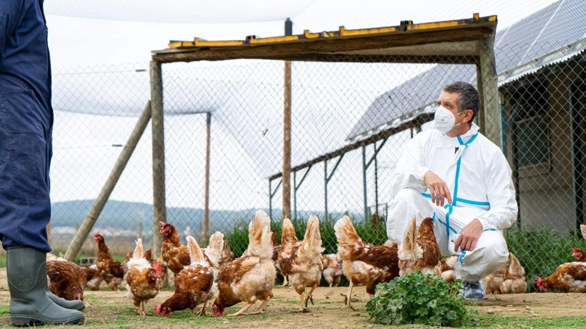 China.- La OMS confirma el fallecimiento de la persona infectada por la variante H3N8 de la gripe aviar en China