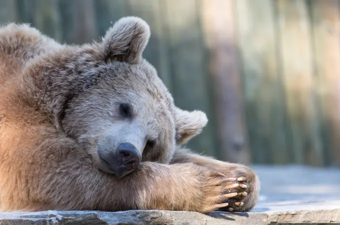 ¿Pueden los osos tener el secreto contra la trombosis?