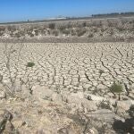 Sequía.- Sevilla.- Arroceros piden un plan de modernización integral frente a la sequía al ser "inviable" la siembra este año