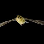 La curruca capirotada puede volar miles de kilómetros sin descanso