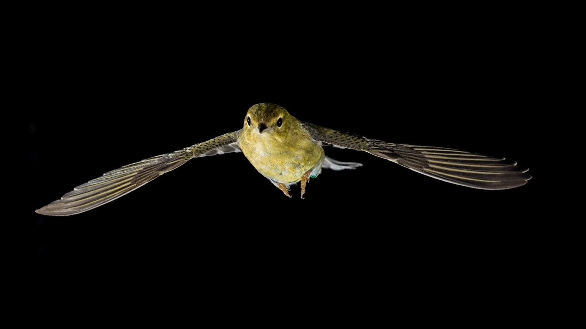 La curruca capirotada puede volar miles de kilómetros sin descanso