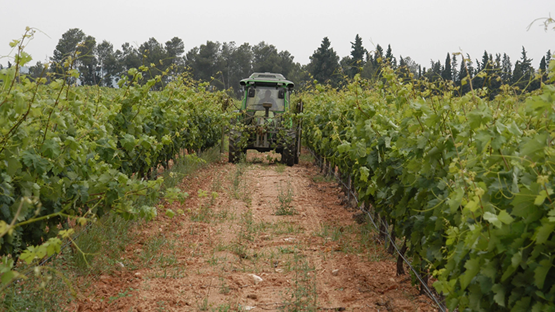 Los agricultores comienzan a recibir los anticipos de la PAC