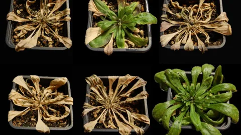 Invento para que las plantas no se mueran de sed