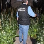Desmantelado en Fuente Álamo (Murcia) un punto de producción ilícito con más de medio milla de plantas de marihuana