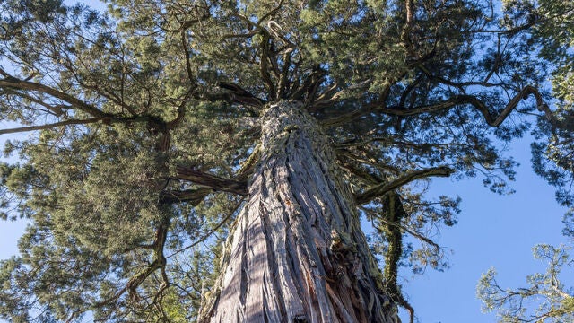 Un alerce en Chile. Se han contratado más guardaparques para proteger al Bisabuelo de los turistas. 