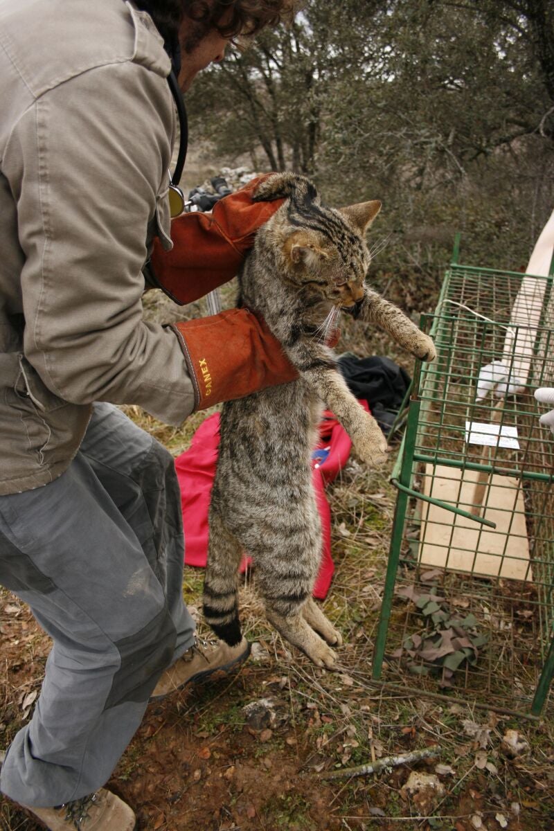 Captura de un gato montés para colocarle un equipo de radiotransmisión