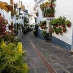 Canillas de aceituno