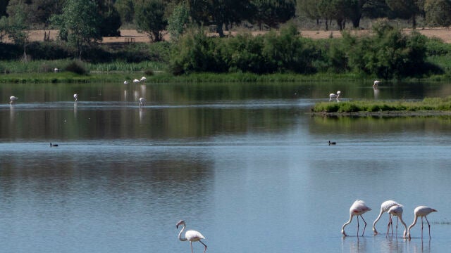 Especies diferentes en Doñana