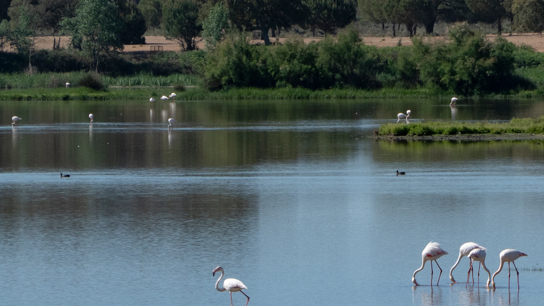 HU01. ALMONTE (HUELVA), 25/04/2023.- Flamencos y otras especies diferentes de aves que viven en el entorno del Parque Nacional de Doñana en el término municipal de Almonte (Huelva). EFE/David Arjona 