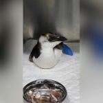 Imagen del animal tras ser trasladado a la clínica veterinaria 