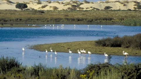 Parque Natural de Doñana