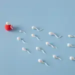 Espermatozoides intentan fecundar al óvulo