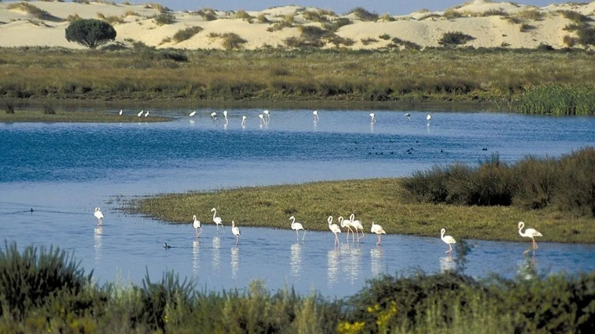 Humedal de Doñana