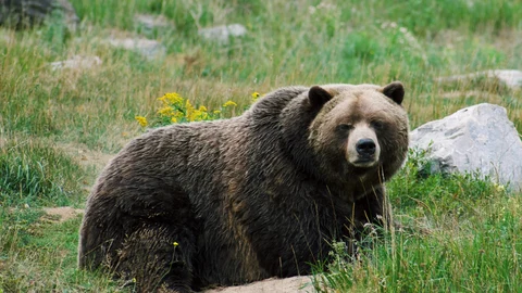 Oso tumbado entre la hierbas