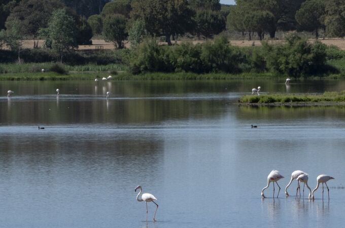  Flamencos y otras especies diferentes de aves que viven en el entorno del Parque Nacional de Doñana en el término municipal de Almonte (Huelva).