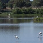  Flamencos y otras especies diferentes de aves que viven en el entorno del Parque Nacional de Doñana en el término municipal de Almonte (Huelva).