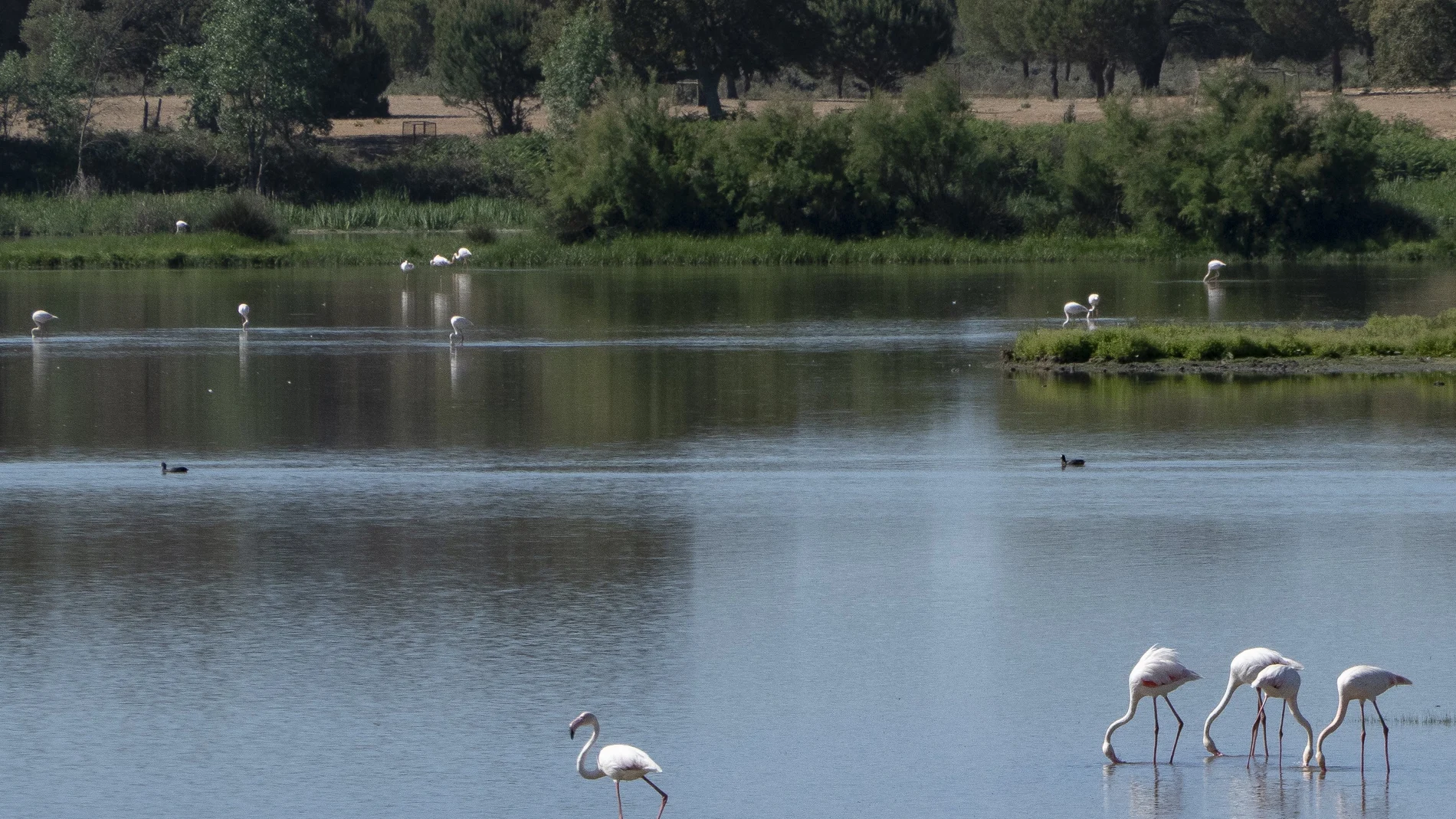 Flamencos y otras especies diferentes de aves que viven en el entorno del Parque Nacional de Doñana en el término municipal de Almonte (Huelva).