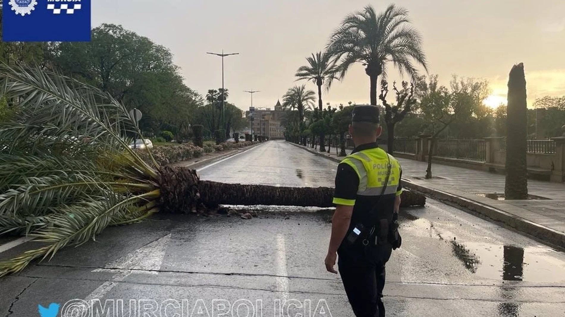 Una palmera cae sobre la avenida Infante don Juan Manuel de Murcia