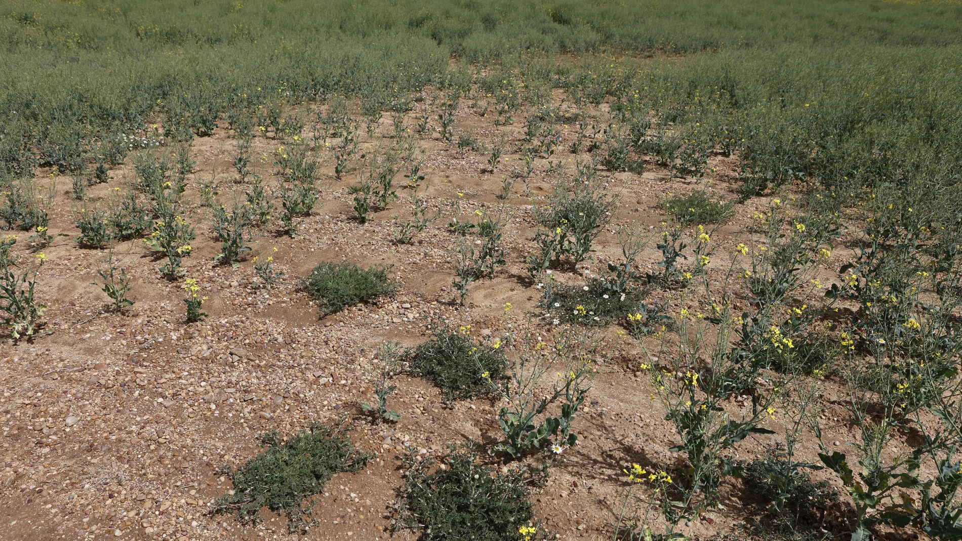 Campos de cultivo afectados por la sequía