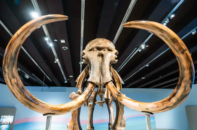CaixaForum trae un mamut a Madrid en plena ola de calor