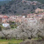 Las comarcas del interior de la provincia de Alicante son famosas por sus paisajes de cerezos en flor