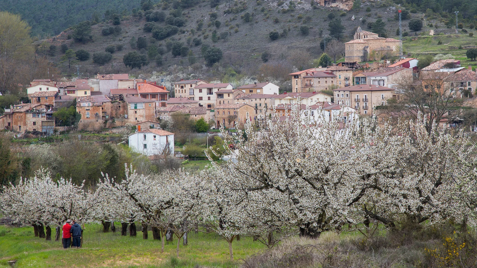 Las comarcas del interior de la provincia de Alicante son famosas por sus paisajes de cerezos en flor