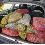 Las almejas iban escondidas debajo de una lona