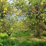 Los agricultores murcianos estiman una pérdida de hasta el 30 % de la producción si persiste la escasez hídrica tras el verano