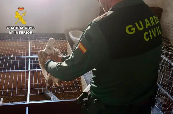La Guardia Civil de Cáceres detiene a dos personas por robar 15 palomas de raza valoradas en 7.000 euros