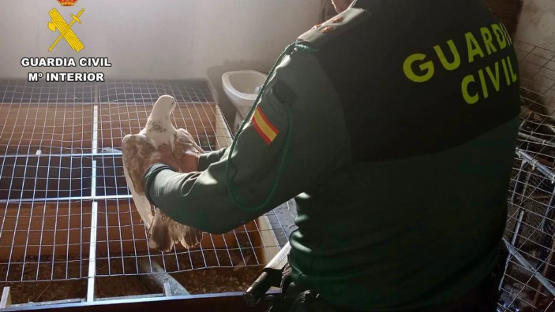 Un agente de la Guardia Civil sostiene una de las palomas recuperadas
