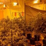 Los agentes descubrieron una gran "fábrica" de marihuana 